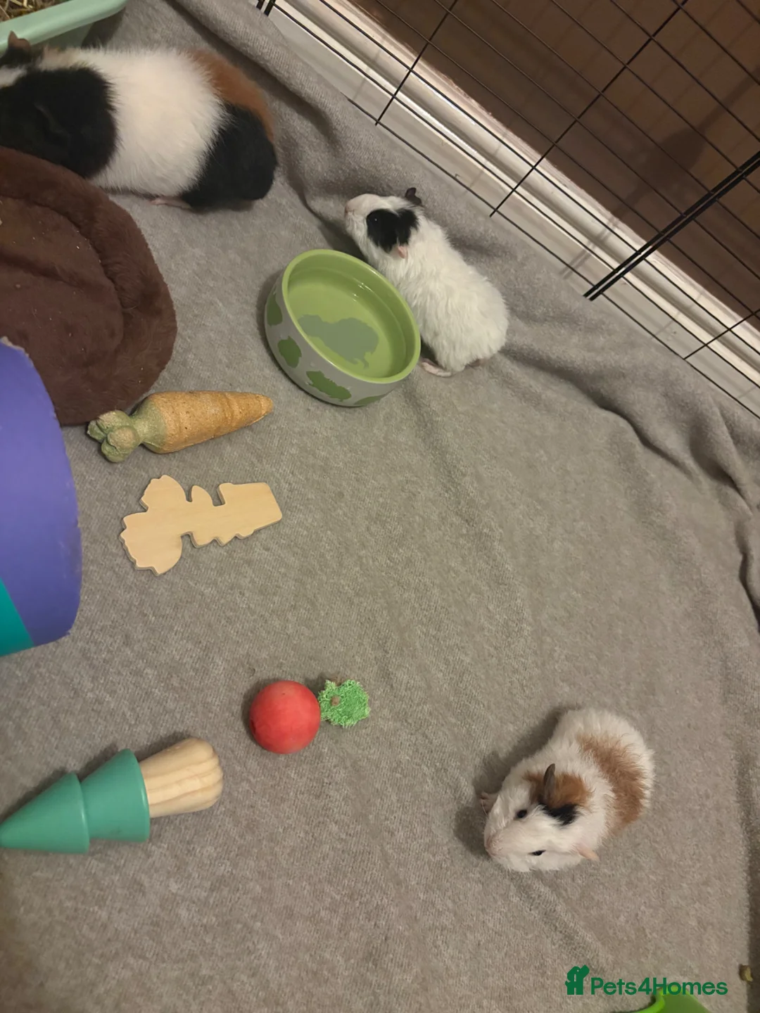 Guinea Pig rodents for sale: 2 baby female. 1 adult male 1 adult female - Advert 2