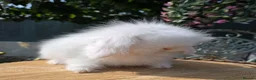 Angora rabbits for sale: Teddywidders super fluffy  ready to go now - Advert 9