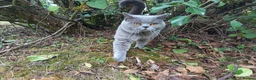 British Shorthair cats for stud: GCCF registered Blue British ShortHair stud  - Advert 3