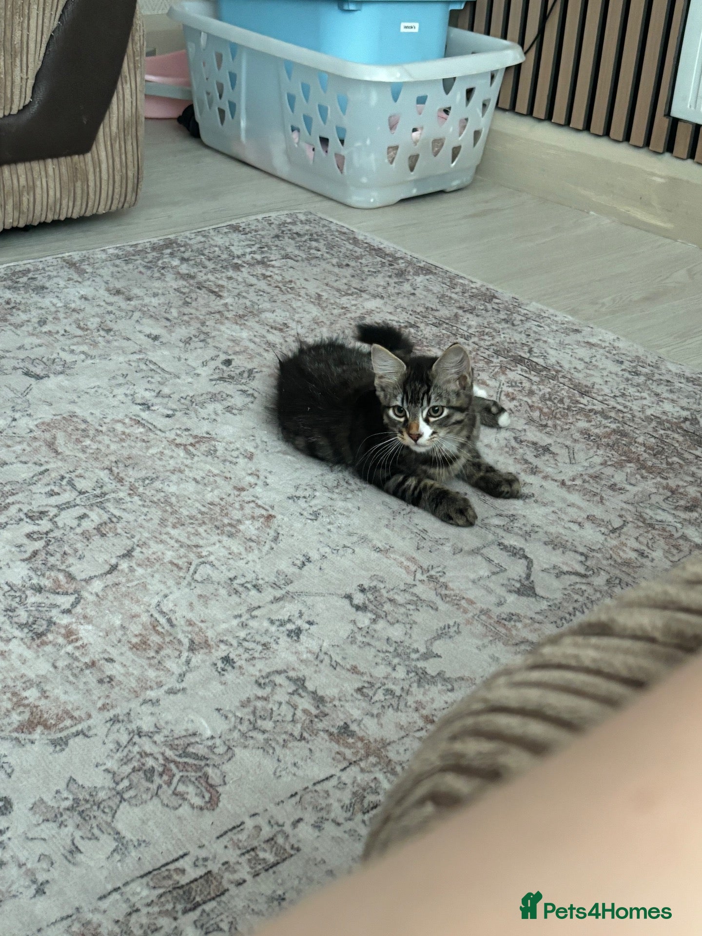 Mixed Breed cats Last Male kitten for sale  - Advert 1