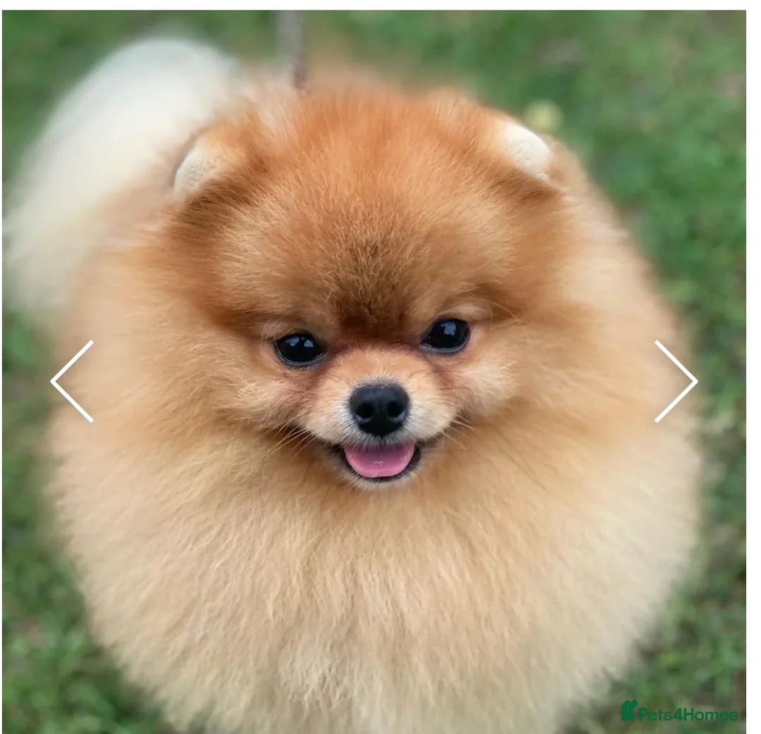 Pomeranian dogs for stud: Pooch Perfect stars available for stud in Colchester - Advert 3