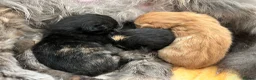 Mixed Breed cats for sale: Kittens  in Hull - Advert 8