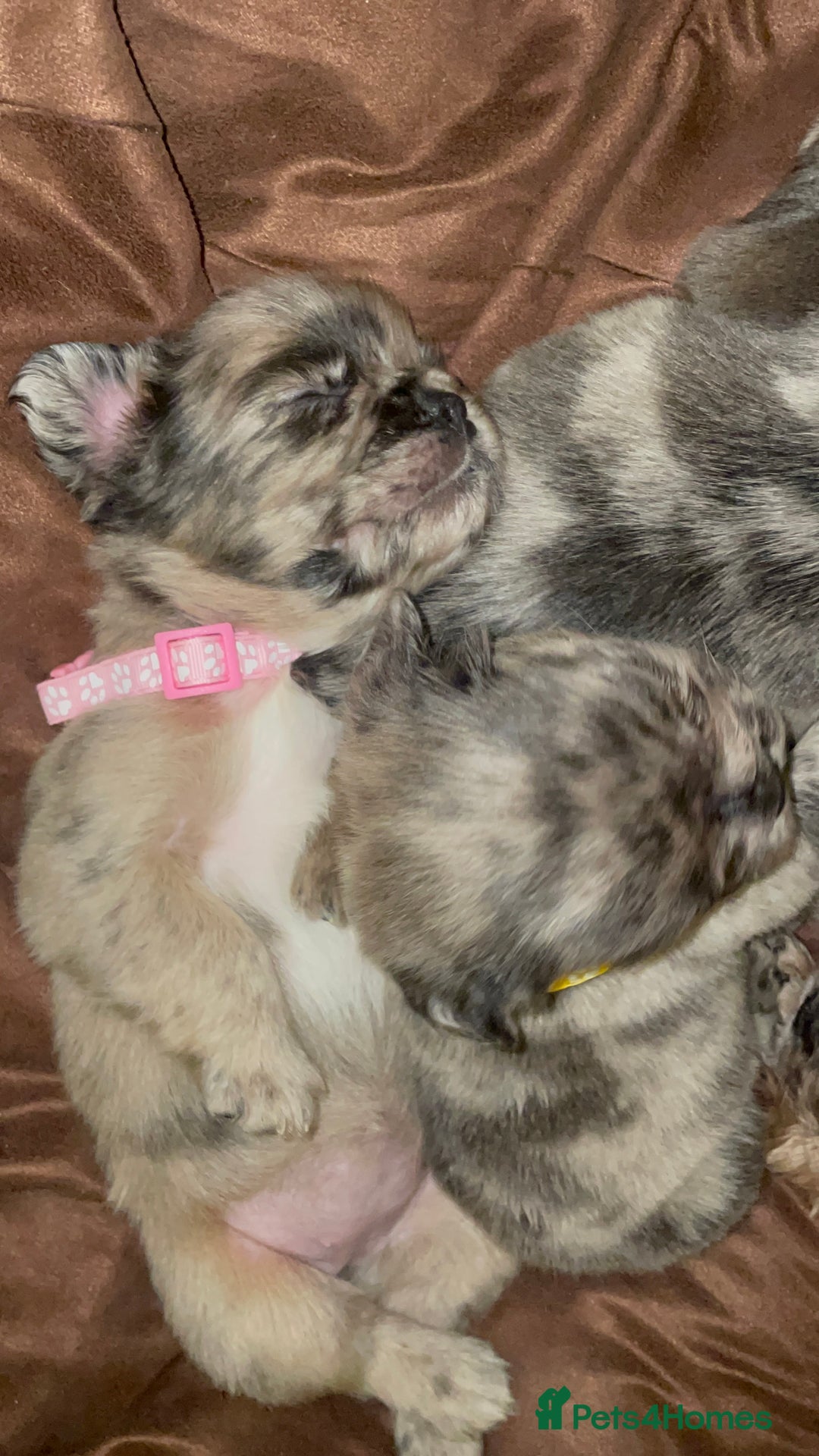 French Bulldog dogs for sale: 8 perfect fluffy visual French bulldogs dwkc reg - Advert 9