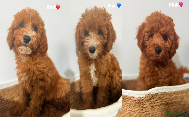 Cockapoo dogs - Advert 5