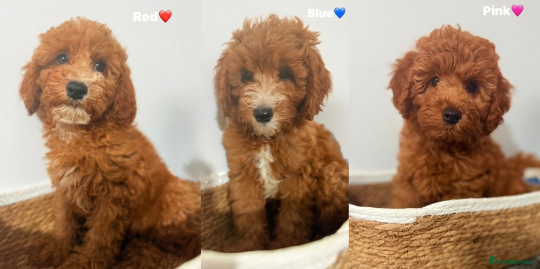 Cockapoo dogs for sale: Only 1 left - Handsome male Red F1B Cockapoo - Image 8