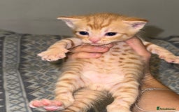 Domestic Shorthair cats for sale: Our babies looking for their forever lovely home - Image 10