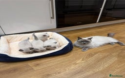 Ragdoll cats for sale: perfect cuddled Ragdoll kittens - Image 7
