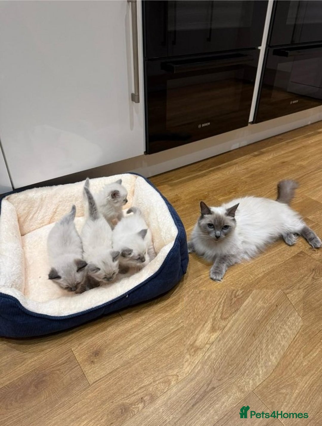 Ragdoll cats for sale: perfect cuddled Ragdoll kittens - Image 7
