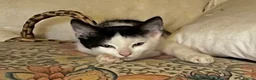 Mixed Breed cats for sale: 3 gorgeous little kittens, robust and full of fun in Devizes - Advert 3