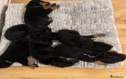 Rottweiler dogs for sale: 7 Rottweiler puppies available to loving homes - Advert 3