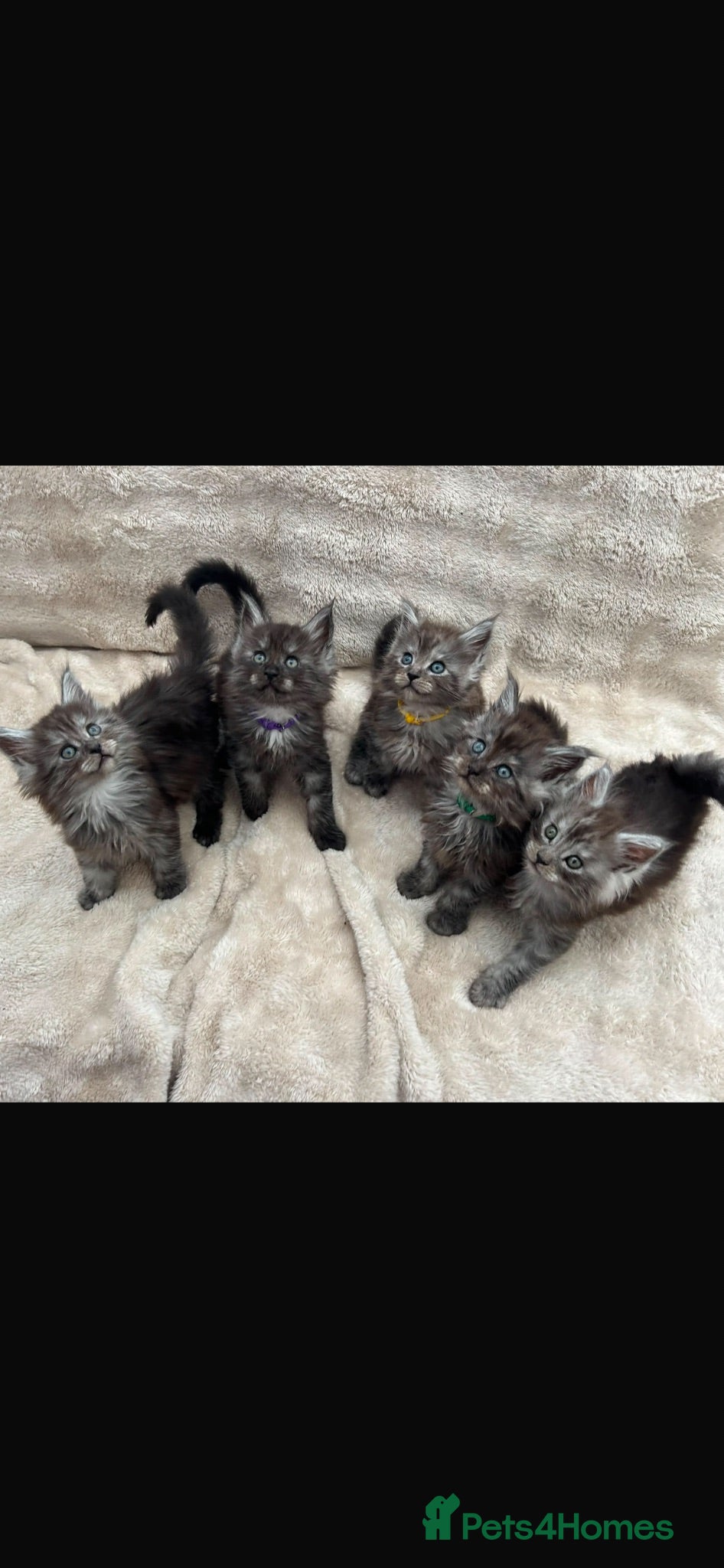 Maine Coon cats Mainecoon Kittens - Advert 1