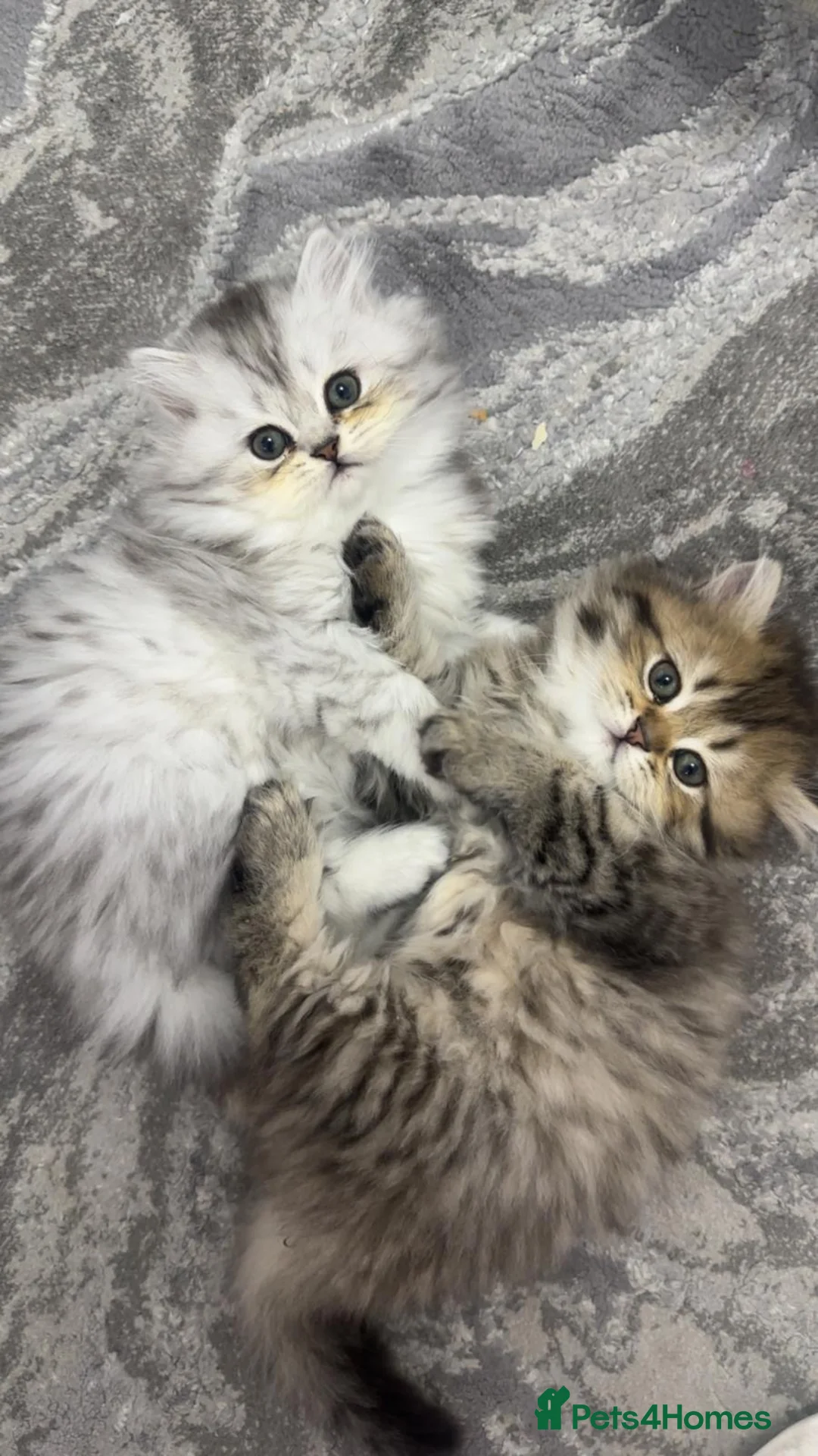 Persian cats for sale: 🐾 Beautiful playful kittens ready for loving home in Sheffield - Advert 1