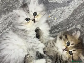 Persian cats 🐾 Beautiful playful kittens ready for loving home in Sheffield - Advert 1