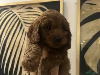 Cavapoo dogs DNA tested Cavapoo - Advert 14