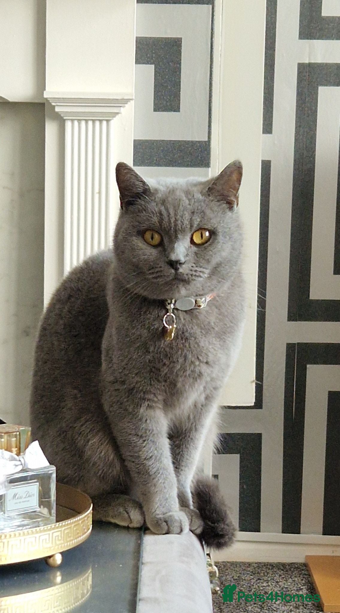 British Shorthair cats Female british shorthair  - Advert 5