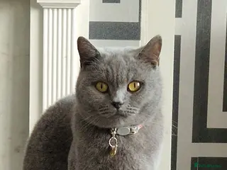 British Shorthair cats Female british shorthair - Advert 1
