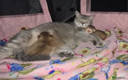 British Shorthair cats for sale: ULTRA RARE LION BEIGE BRITISH SHORT HAIR - Image 5