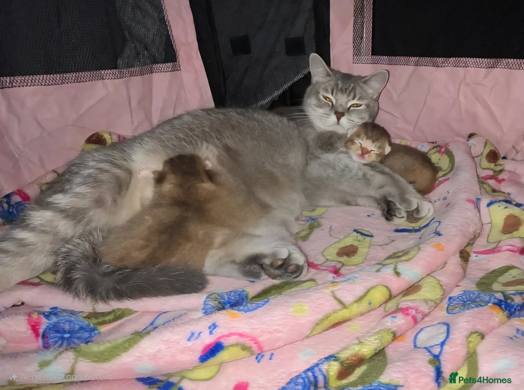 British Shorthair cats for sale: ULTRA RARE LION BEIGE BRITISH SHORT HAIR - Image 5