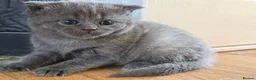 British Shorthair cats for sale: British Shorthair Mix - Advert 5