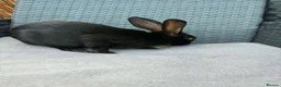 English Spot rabbits for sale: English spot cross brothers - Advert 11
