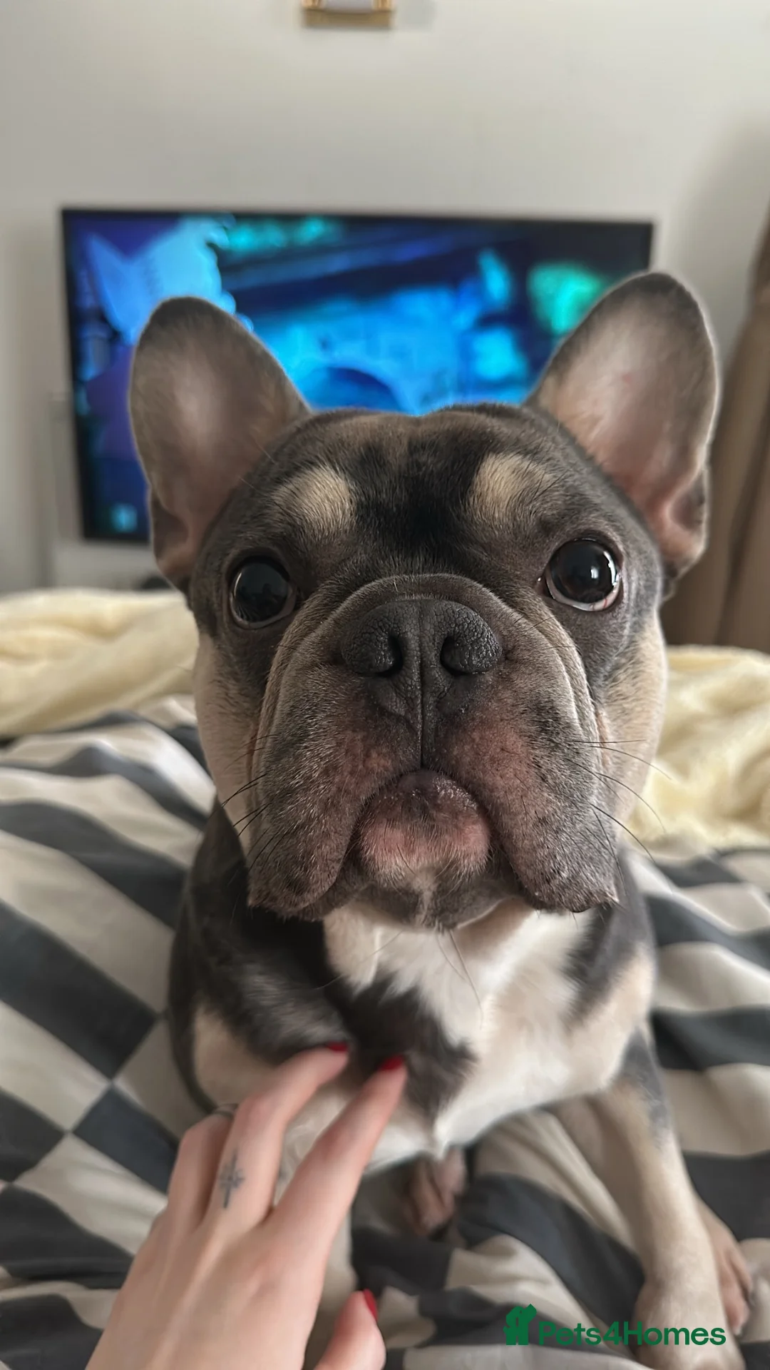 French Bulldog dogs for sale: 3.5 year old Frenchie male  in Swansea - Advert 2