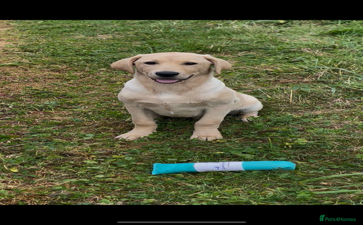 Labrador Retriever dogs - Advert 14