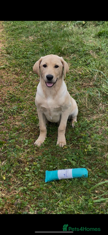 Labrador Retriever dogs - Advert 14