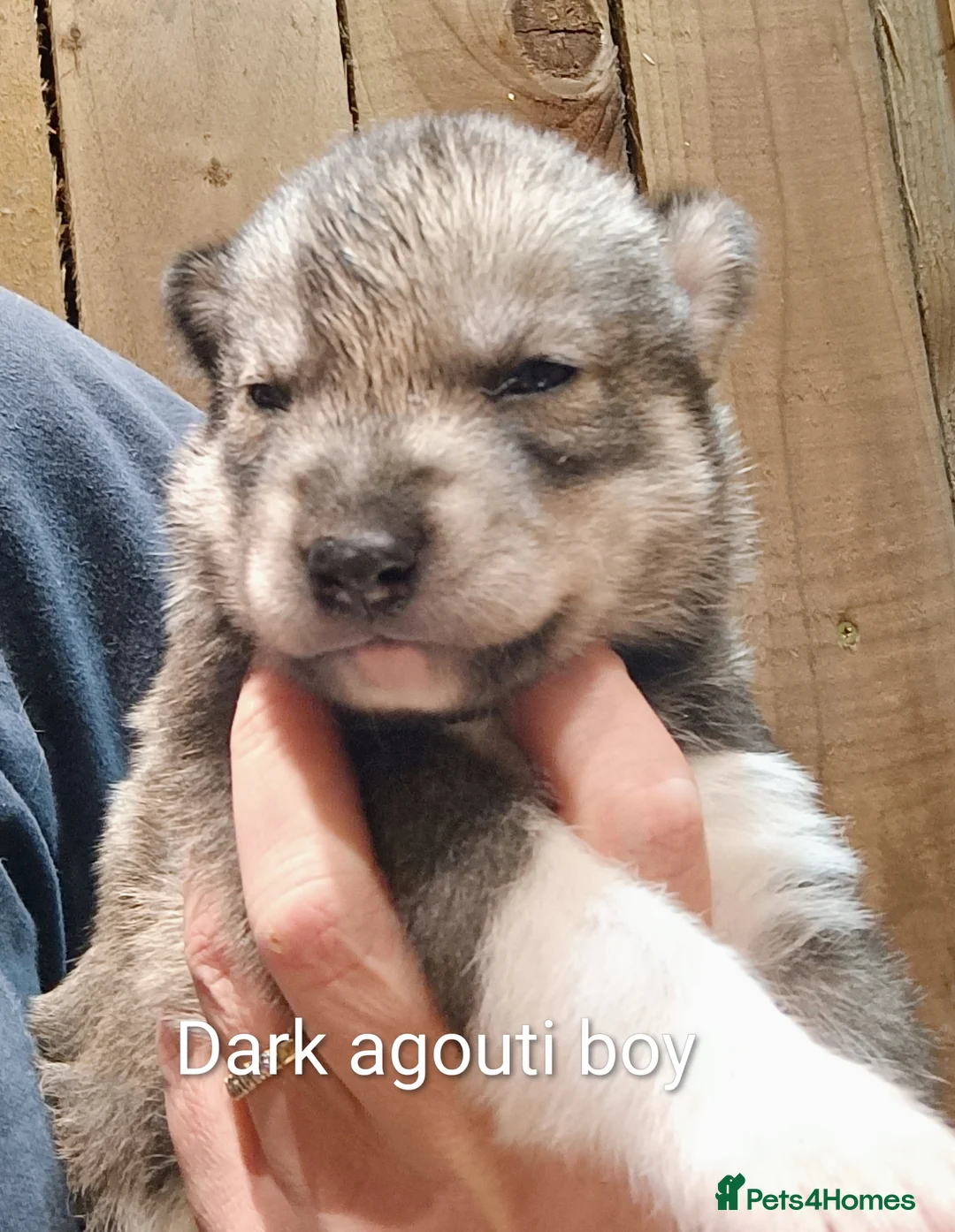 Siberian Husky dogs for sale: Beautiful litter of Siberian Huskies - Advert 9