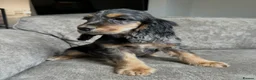Cocker Spaniel dogs for sale: Spaniel boys needing homes - Advert 5