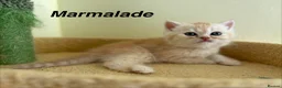 Exotic cats for sale: Beautiful Persian Exotic Kittens - Advert 5