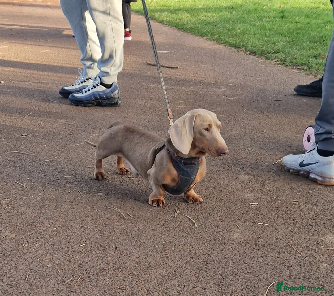 Miniature Dachshund dogs for stud: **RogueRoyales Hennessy** PRA Clear Isabella & Tan in Wolverhampton - Advert 7