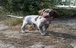 German Shorthaired Pointer dogs for sale: 3boys 3girls left ‼️Stunning Litter of GSP puppies - Image 3