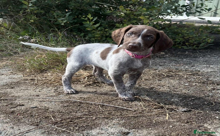 German Shorthaired Pointer dogs - Advert 15