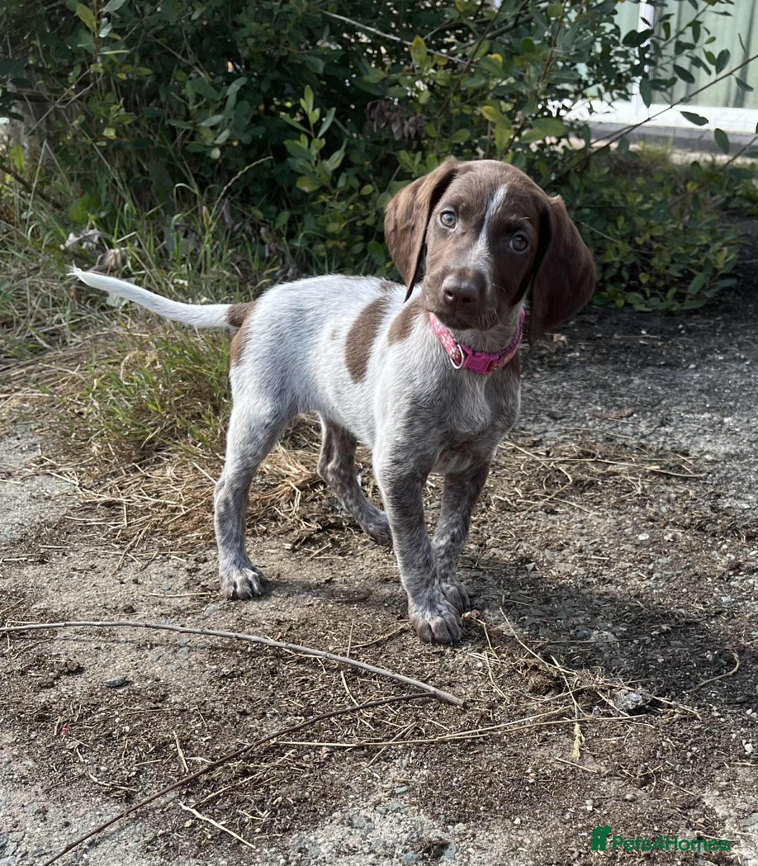 German Shorthaired Pointer dogs for sale: 3boys 3girls left ‼️Stunning Litter of GSP puppies - Image 3