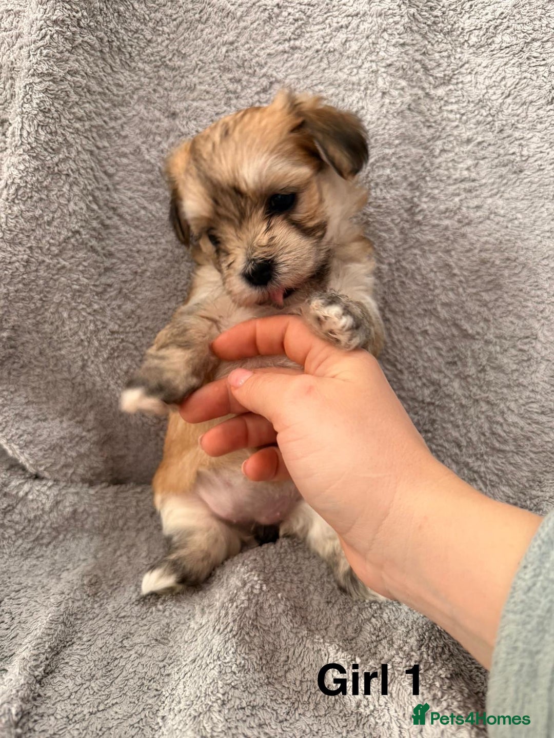 Mixed Breed dogs for sale: Chorkie - Maltese Mix for Sale - Advert 8