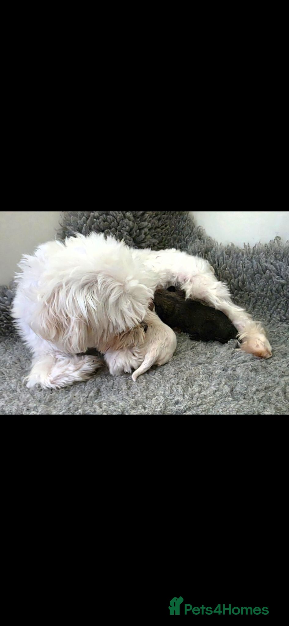 Maltipoo dogs Korean/Asian maltipoo puppies💗💙 - Advert 2