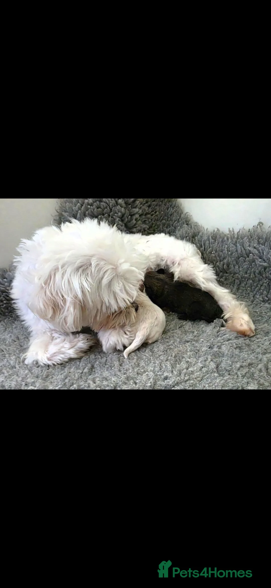 Maltipoo dogs for sale: Korean/Asian maltipoo puppies💗💙 - Advert 2