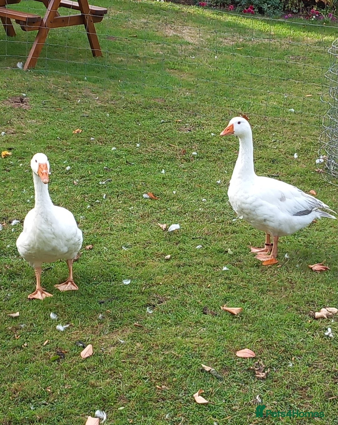 Geese poultry for sale: 2 Pilgrim geese - Image 3