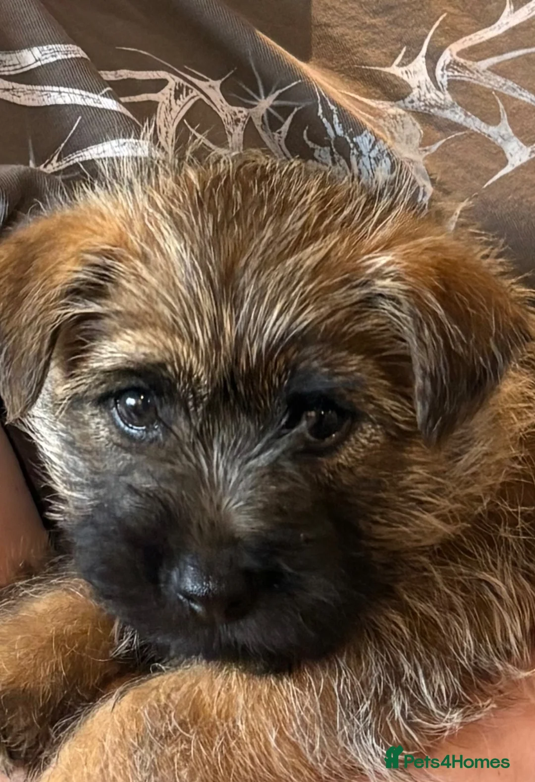 Cairn Terrier dogs for sale: Pedigree Cairn Terrier Male Puppies - Advert 4