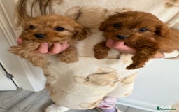 Cavapoo dogs for sale: Red Cavapoo puppies  - Image 3