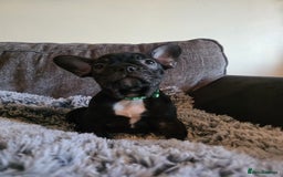 French Bulldog dogs for sale: 5 Beautiful French bulldogs - Image 15