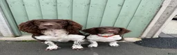 English Springer Spaniel dogs for stud: Fully health tested stud, Pippenmoor Red Flame - Advert 11