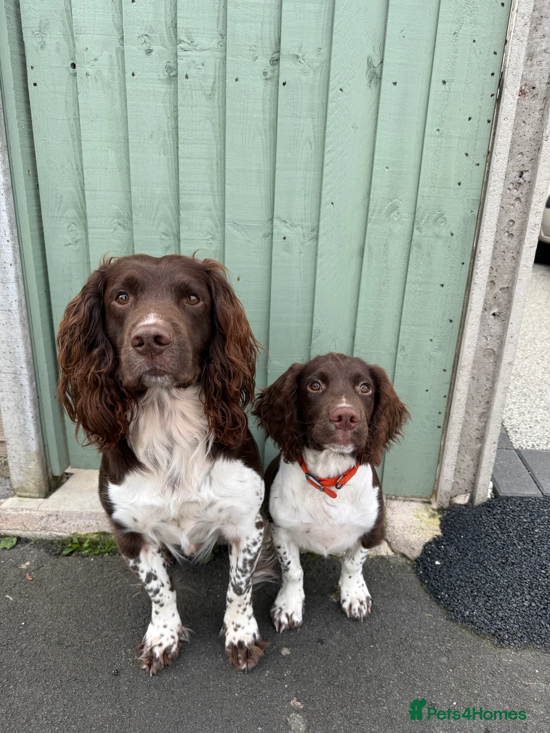 English Springer Spaniel dogs for stud: Fully health tested stud, Pippenmoor Red Flame - Advert 11