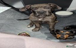 Cane Corso dogs for sale: Loki  - Image 2