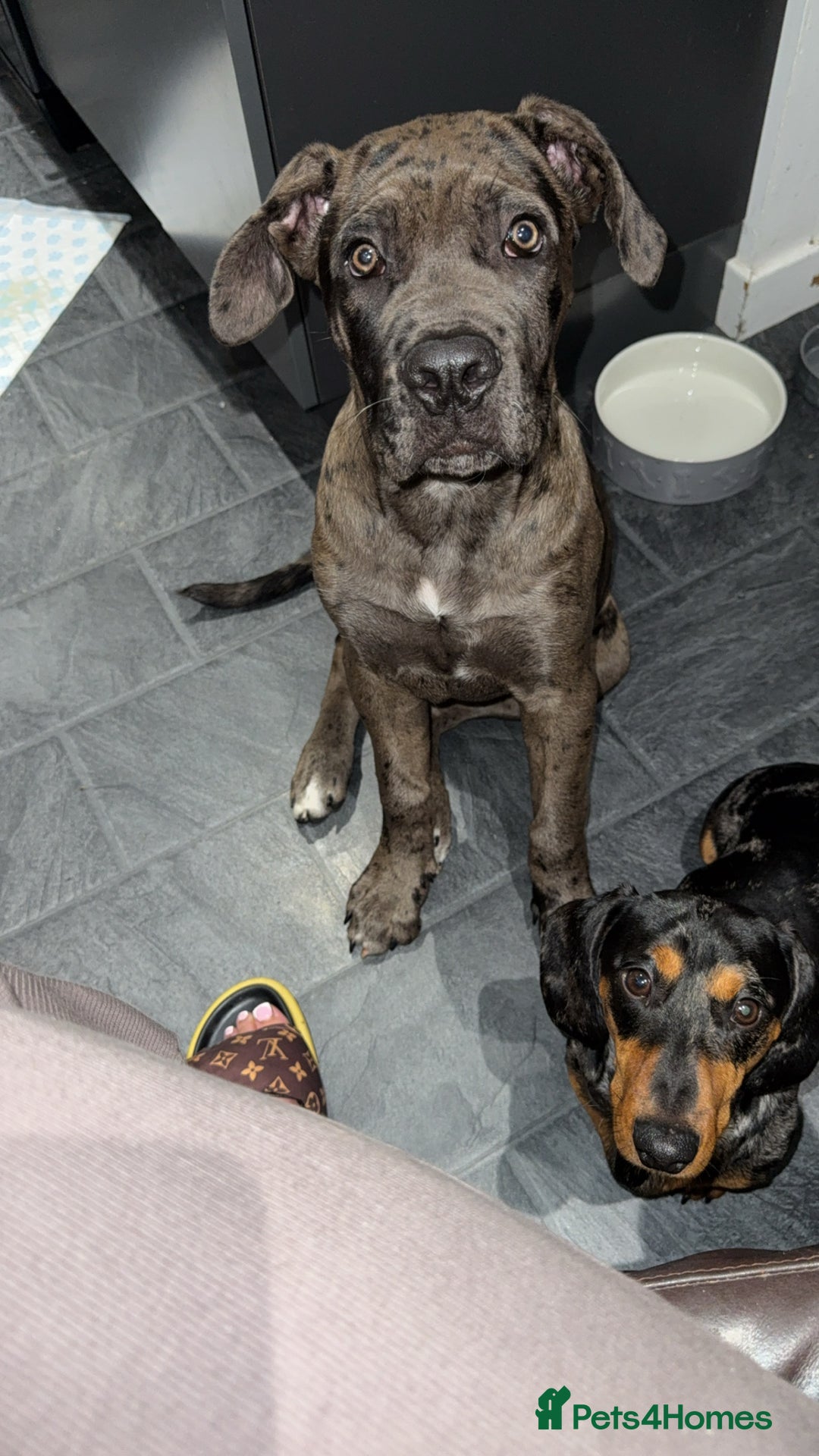 Cane Corso dogs for sale: Loki  - Image 2