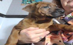 Rhodesian Ridgeback dogs for sale: Super chunky Rhodesian Ridgeback puppy - Image 2