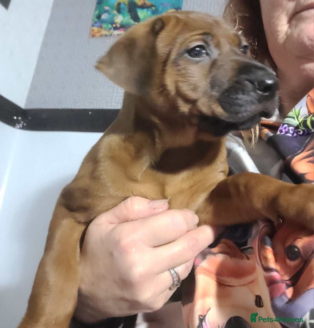Rhodesian Ridgeback dogs for sale: Super chunky Rhodesian Ridgeback puppy - Image 2
