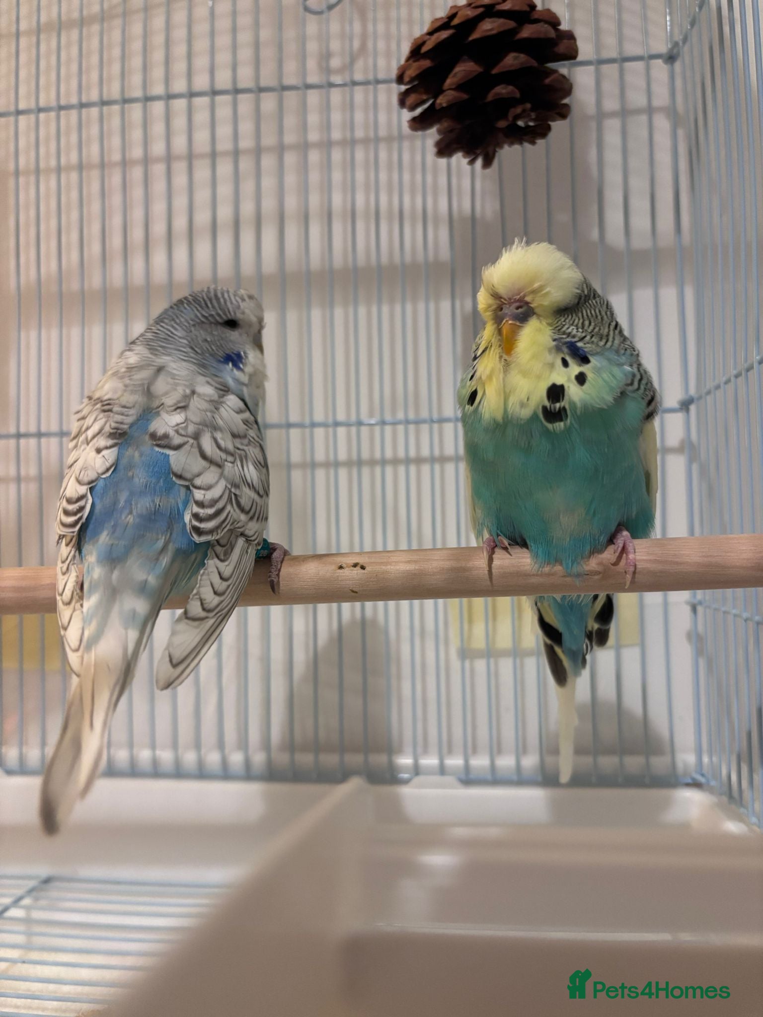 Budgerigars birds Pair of budgies for sale in Harrow - Advert 2