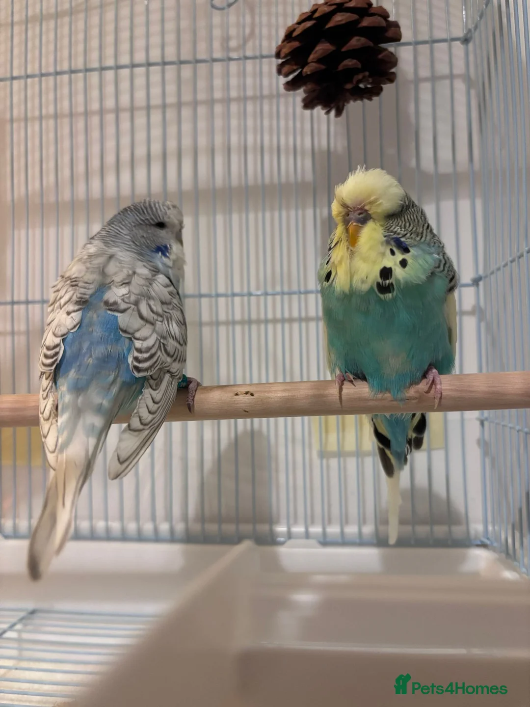 Budgerigars birds for sale: Pair of budgies for sale in Harrow - Advert 1