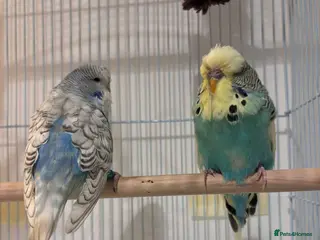 Budgerigars birds Pair of budgies for sale in Harrow - Advert 2